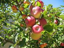 Цикл лекций по Садоводству/огородничеству каждый понедельник в 19:00!!! (Киев)