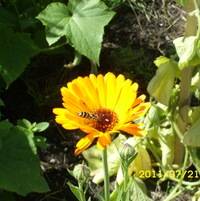 Практика ПЕРМАКУЛЬТУРЫ плюс загородный ОТДЫХ (1-5 мая и 9-12 мая 2013 г., Подмосковье)