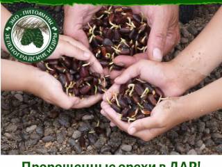 Зеленоградский кедровый питомник. Раздаём проросшие орехи кедра, каштана и красного дуба!