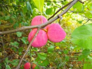 Когда яблони из семечек (то бишь не привитые), начинают давать вкусные плоды