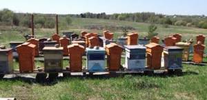 Заселение пчёл в улей Варрэ. Рой за полцены