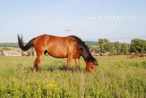 Применение лошади в сельхозорудиях