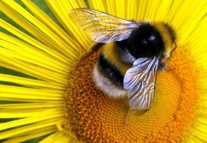 Пчеловодство – полезное занятие