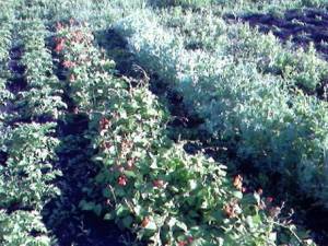 Практические советы и ответы на вопросы по выращиванию растений от Натальи Ризаевой (часть 3)