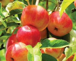 Адамово яблоко, или какие они, - райские сады?