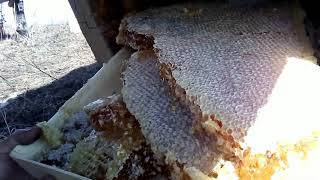Видео. Вырезка Мёда из 17 колоды (или когда не нужно его вырезать). Родовое поместье Медвежий Рай