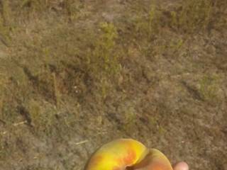 Опыт выращивания персиков в Киевской области