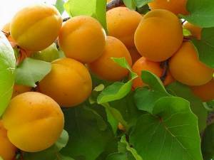 Привитые или непривитые выращивать фруктовые деревья?