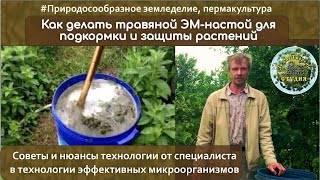 Как правильно готовить травяной ЭМ-настой для подкормки растений? Подсказки специалиста