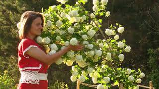 Родовое поместье Белопавлинное